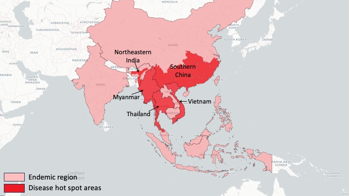 Global burden of talaromycosis