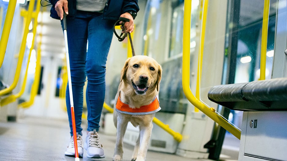 Blind man with seeing eye dog