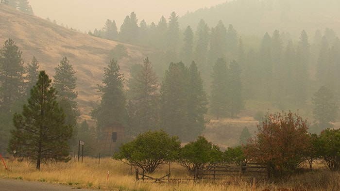 Hazy forest with smoke in the air